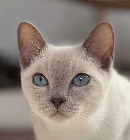 Koty tonkijskie, Tonkinese Cattery