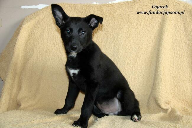 Ogarek - szuka domku