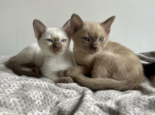 Koty tonkijskie, Tonkinese Cattery