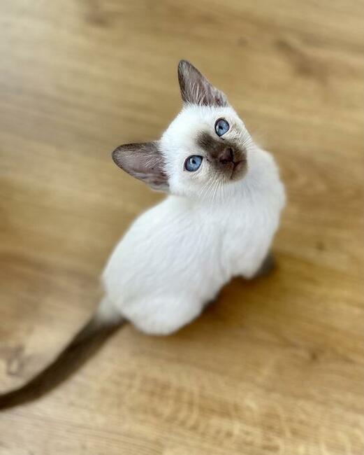 Koty tonkijskie, Tonkinese Cattery