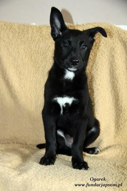 Ogarek - szuka domku