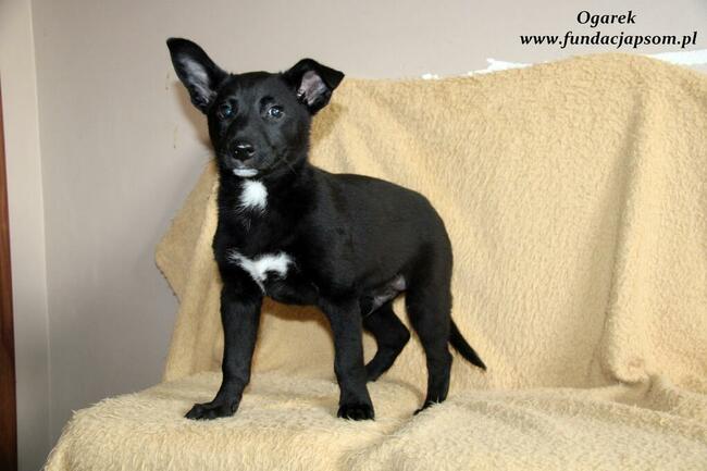 Ogarek - szuka domku