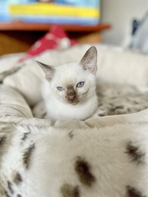 Koty tonkijskie, Tonkinese Cattery