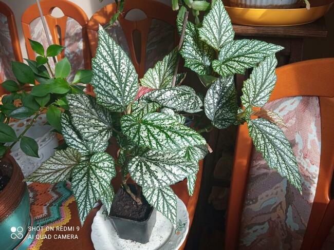 Argenteo guttata angel wings