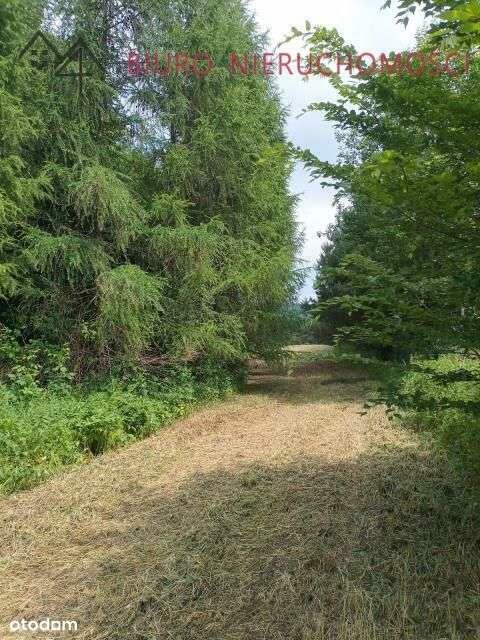 Lalin - Działka dla miłośników przyrody! NOWA NIŻSZA CENA!!