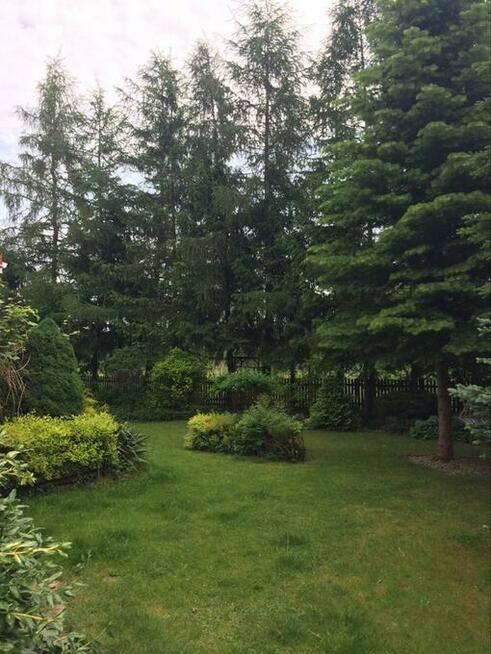 Oddam drzewa na wycinkę