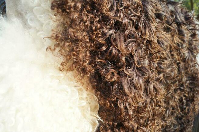 Dywan, Rozmiar (SX-XL), Skóra naturalna owcza Szwedzka