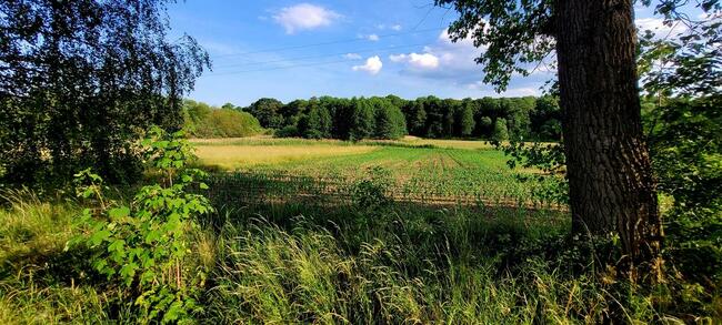 Działka Rolna (3000 m2) Słupice