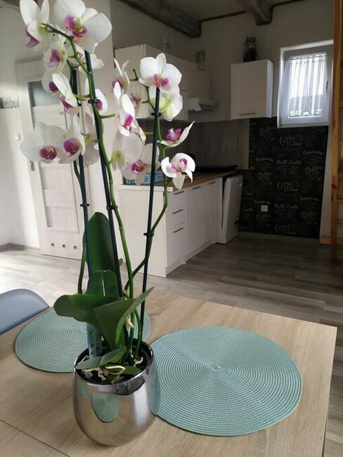 Domki nad morzem Niezapominajka Kopalino