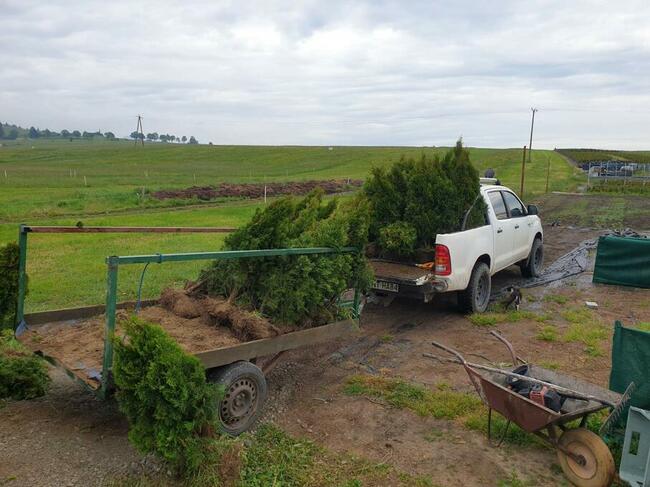 TUJA SZMARAGD 120-140 CM, Podhale, Lasek, Nowy Targ