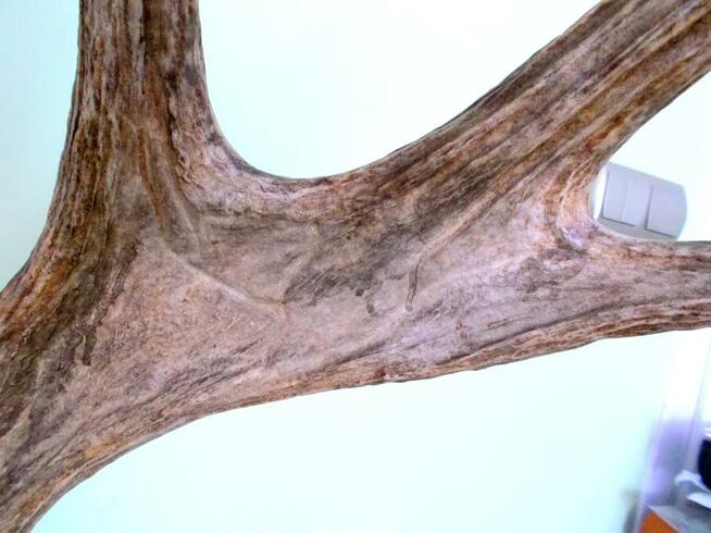 ŁOŚ Zrzut Poroże Rosocha Róg Rogi Trofeum Łopata Dekor Łosia