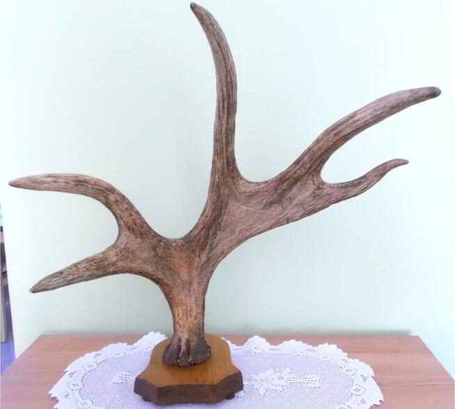 ŁOŚ Zrzut Poroże Rosocha Róg Rogi Trofeum Łopata Dekor Łosia