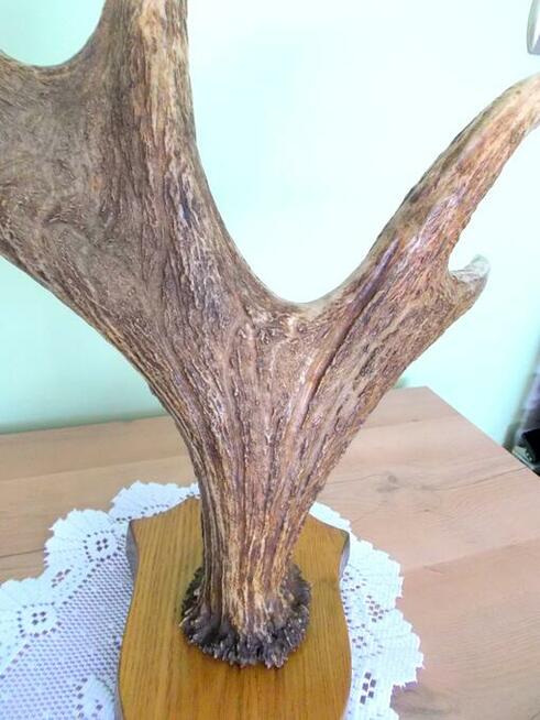 ŁOŚ Zrzut Poroże Rosocha Róg Rogi Trofeum Łopata Dekor Łosia