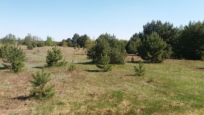 sprzedam działkę z warunkami zabudowy na poj. gostynińskim