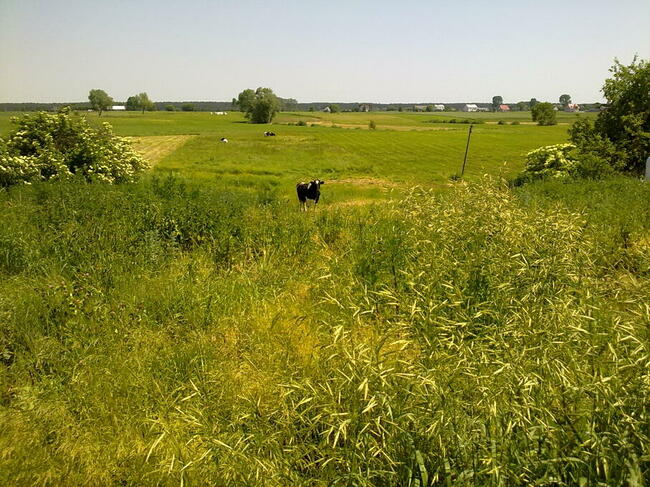 nieruchomość w małej wsi, sprzedam / zamienię, PODLASIE