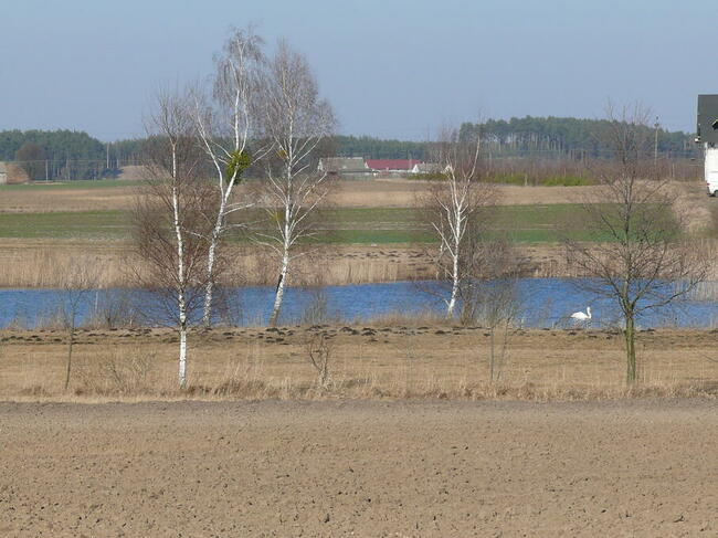 sprzedam działkę z warunkami zabudowy na poj. gostynińskim