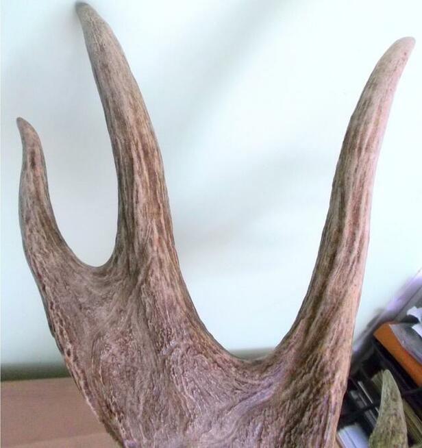 ŁOŚ Zrzut Poroże Rosocha Róg Rogi Trofeum Łopata Dekor Łosia