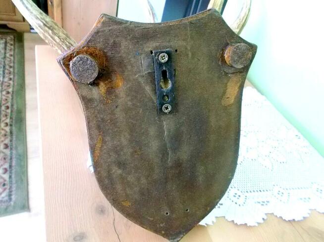 ŁOŚ Zrzut Poroże Rosocha Róg Rogi Trofeum Łopata Dekor Łosia