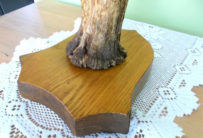 ŁOŚ Zrzut Poroże Rosocha Róg Rogi Trofeum Łopata Dekor Łosia