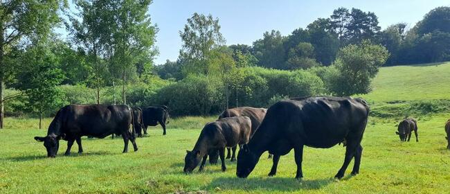 odsadki, krowy, jałówki, Angus
