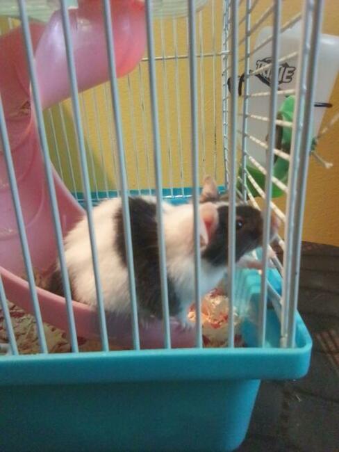 OPIEKA DLA ZWIERZĄT ŁÓDŹ całodobowa