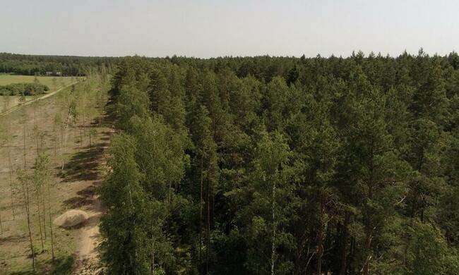 Działka leśna, Berżałowce, gm. Sejny