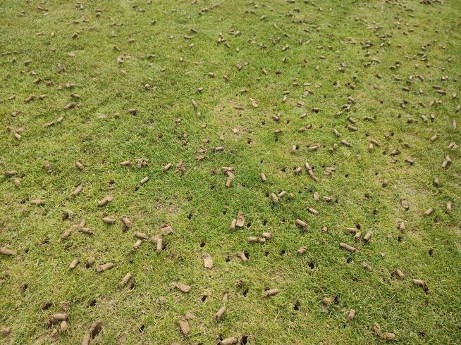 Trawnik z rolki z montażem i fakturą