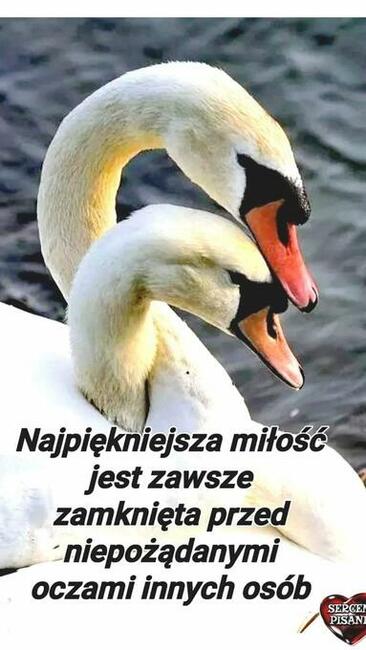 kto pokocha/ stały związek i odda mi serce