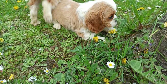 Cavalier King Charles Spaniel