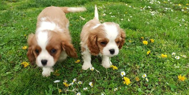 Cavalier King Charles Spaniel