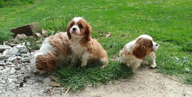 Cavalier King Charles Spaniel
