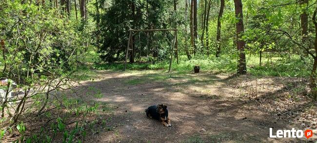 Wilga weekend wakacje w urokliwym domku z bala