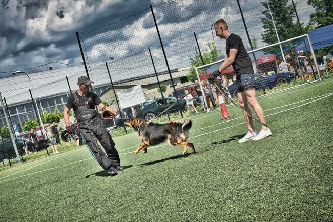 TEAM-DOG Szkolenie Psów Hotel