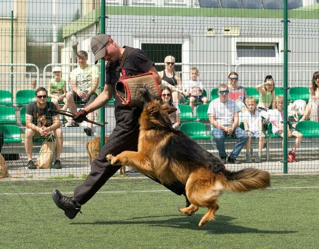 TEAM-DOG Szkolenie Psów Hotel
