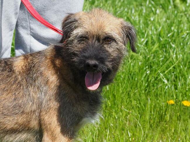 Młodziutka energiczna sunia szuka PILNIE kochającego domku