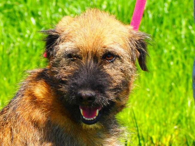 PISTACJA młoda kochana wesoła sunia poleca się do adopcji