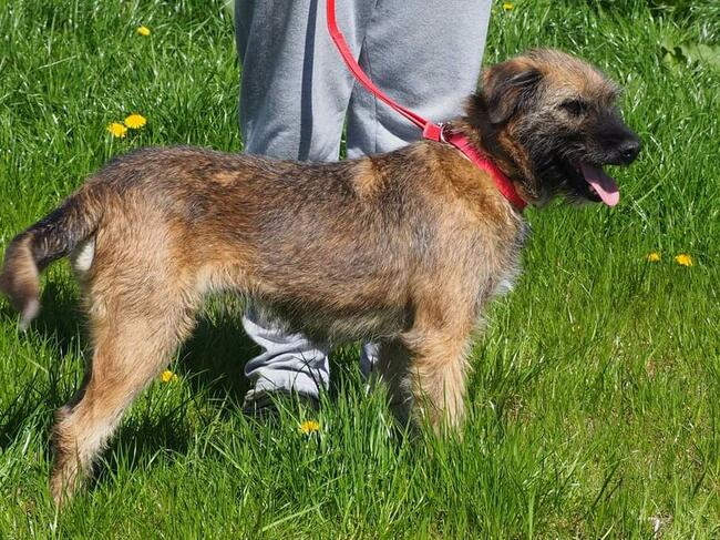 PISTACJA młoda kochana wesoła sunia poleca się do adopcji