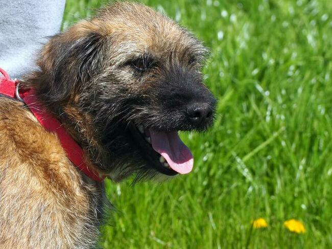 PISTACJA młoda kochana wesoła sunia poleca się do adopcji