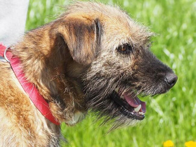 Młodziutka energiczna sunia szuka PILNIE kochającego domku