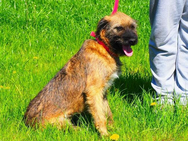 Młodziutka energiczna sunia szuka PILNIE kochającego domku