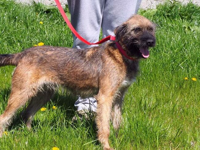 PISTACJA młoda kochana wesoła sunia poleca się do adopcji