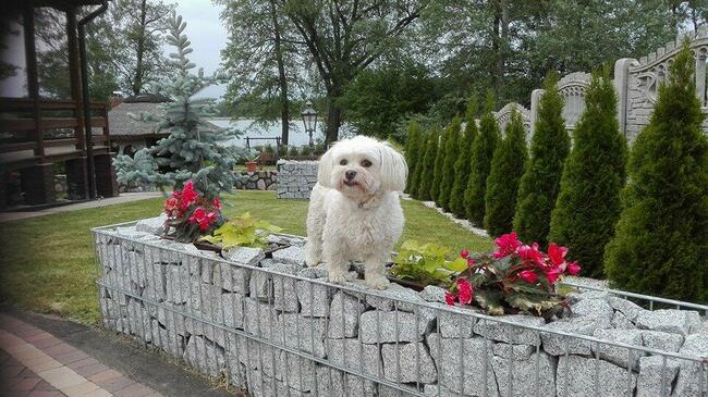 Domki letniskowe nad jeziorem