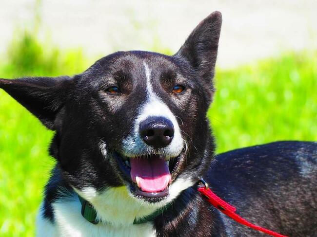 Wesoła energiczna sunia szuka PILNIE kochającego domu