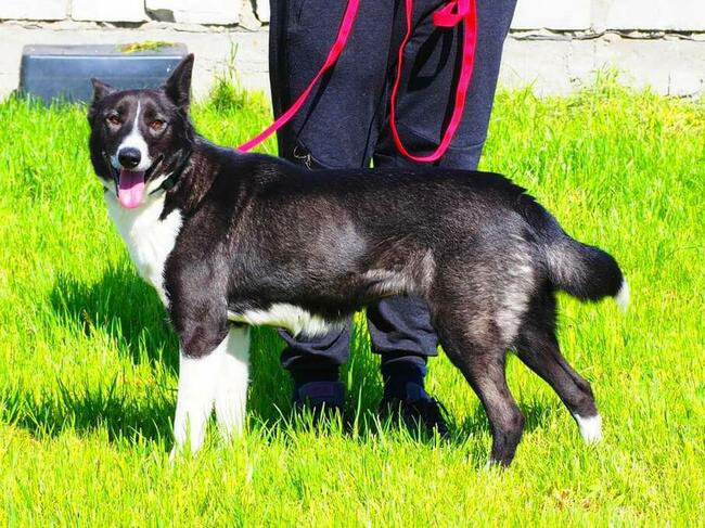 PRADA kochana proludzka sunia czeka na wymarzony dom