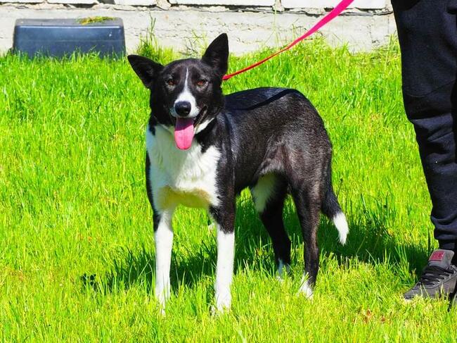 PRADA kochana proludzka sunia czeka na wymarzony dom