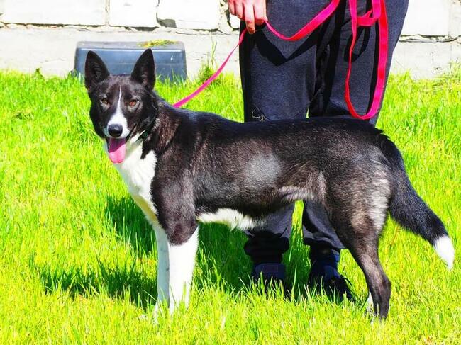 Wesoła energiczna sunia szuka PILNIE kochającego domu