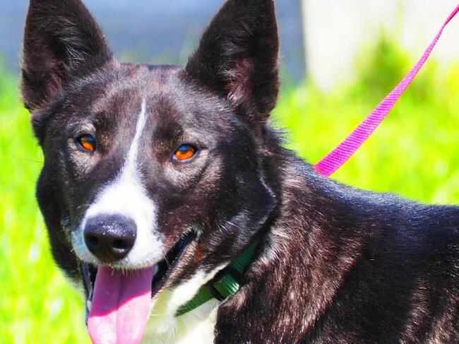 PRADA kochana proludzka sunia czeka na wymarzony dom