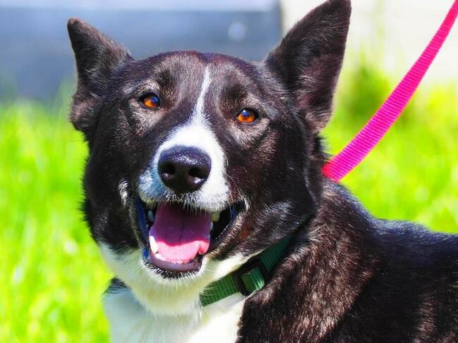 Wesoła energiczna sunia szuka PILNIE kochającego domu