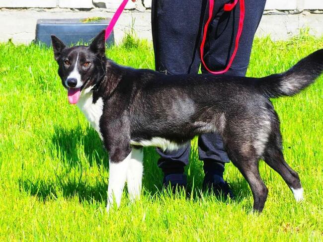 Wesoła energiczna sunia szuka PILNIE kochającego domu