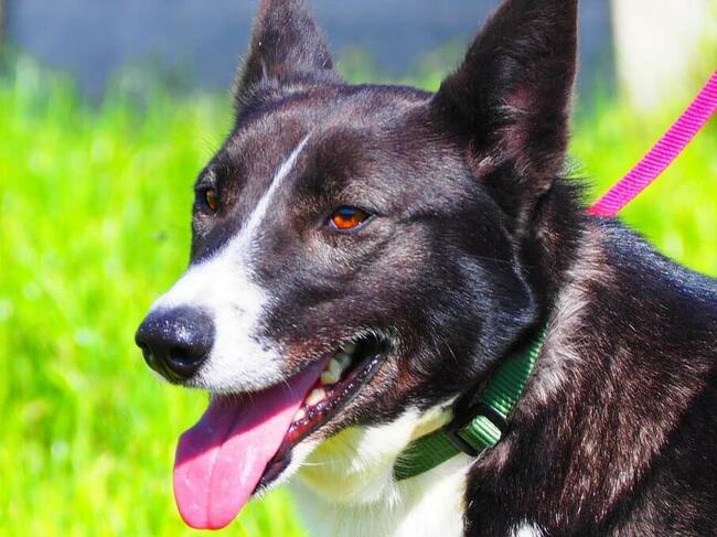 PRADA kochana proludzka sunia czeka na wymarzony dom